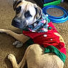Luna joined the competition — help win amazing prizes! animal, blue_toy, brown_dog, carpet, companion, cozy, cute, dog, domestic, festive, floor, holiday_sweater, indoor, looking_up, pet, playing_toy, reindeer_design, relaxed, scarf, short_hair