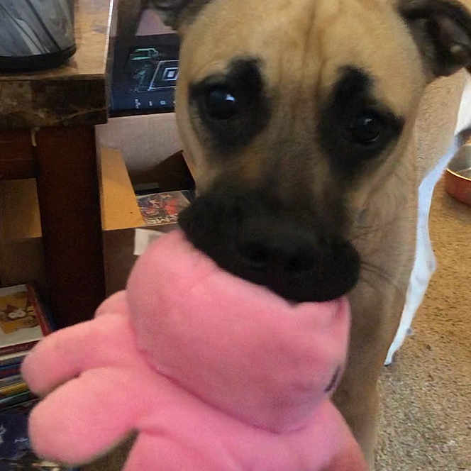 Luna joined the competition — help win amazing prizes! animal, box, brown_dog, canine, carpet, closeup, curious, dog, ears, floor, furniture, household, indoor, living_room, pet, pink_octopus, playful, stuffed_toy, table, toy