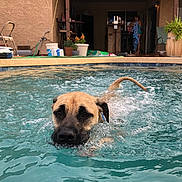 Luna joined the competition — help win amazing prizes! animal, backyard, canine, chair, container, daylight, dog, leisure, outdoor, person, pet, plant, pool, recreation, relaxation, summer, swimming, swimming_pool, towel, water