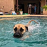 animal, backyard, canine, chair, container, daylight, dog, leisure, outdoor, person, pet, plant, pool, recreation, relaxation, summer, swimming, swimming_pool, towel, water