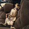 Luna is registered to the contest to win money with this photo: brown, can, canine, carpet, collar, comfort, couch, dog, domestic_animal, furniture, household_items, indoor, living_room, pet, relaxed, remote_control, resting, seated, side_view, table