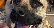 Luna is registered to the contest to win money with this photo: animal, canine, close_up, collar, companion, cute, dog, domestic, ears, friendly, fur, happy, indoor, mouth_open, nose, pet, portrait, smiling, teeth, tongue_out