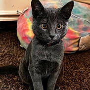 Belly is registered to the contest to win money with this photo: animal, bean_bag, carpet, cat, collar, colorful, cozy, cute, domestic_animal, ears, eyes, floor, fur, furniture, gray_cat, indoor, pet, sitting, tie_dye, whiskers