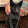 animal, bean_bag, carpet, cat, collar, colorful, cozy, cute, domestic_animal, ears, eyes, floor, fur, furniture, gray_cat, indoor, pet, sitting, tie_dye, whiskers