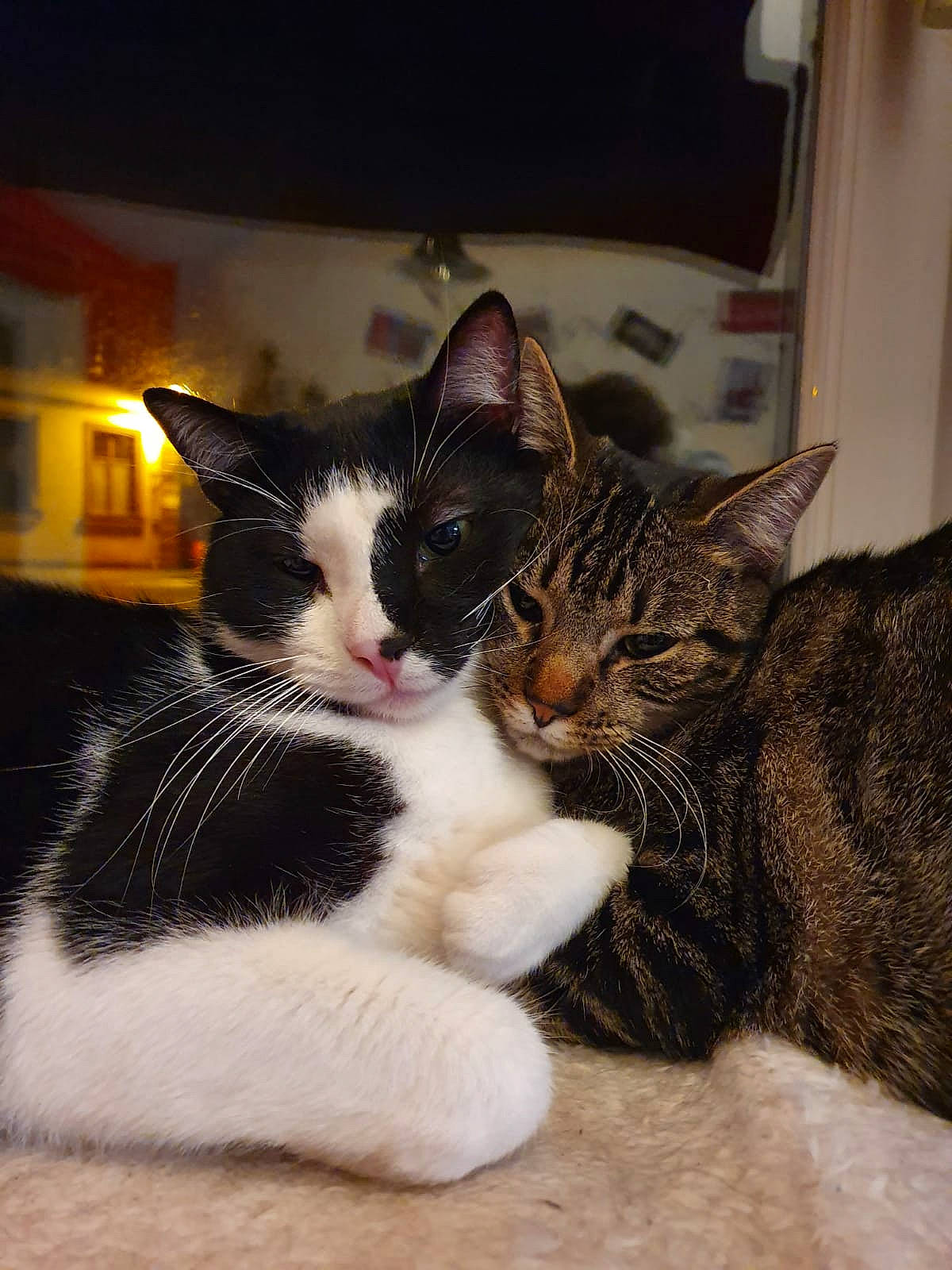 Basil a rejoint le concours — aidez-le/la à gagner de superbes lots ! aegean_cat, american_shorthair, american_wirehair, asian, carnivore, cat, domestic_short_haired_cat, european_shorthair, felidae, fur, kitten, mammal, paw, polydactyl_cat, small_to_medium_sized_cats, snout, tabby_cat, whiskers