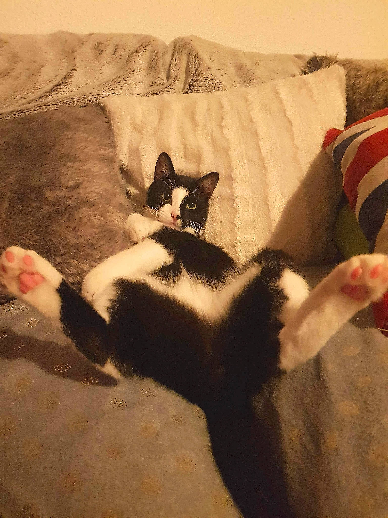 Le Chat Terton a rejoint le concours — aidez-le/la à gagner de superbes lots ! carnivore, cat, ear, felidae, fur, kitten, leg, paw, small_to_medium_sized_cats, tail, whiskers