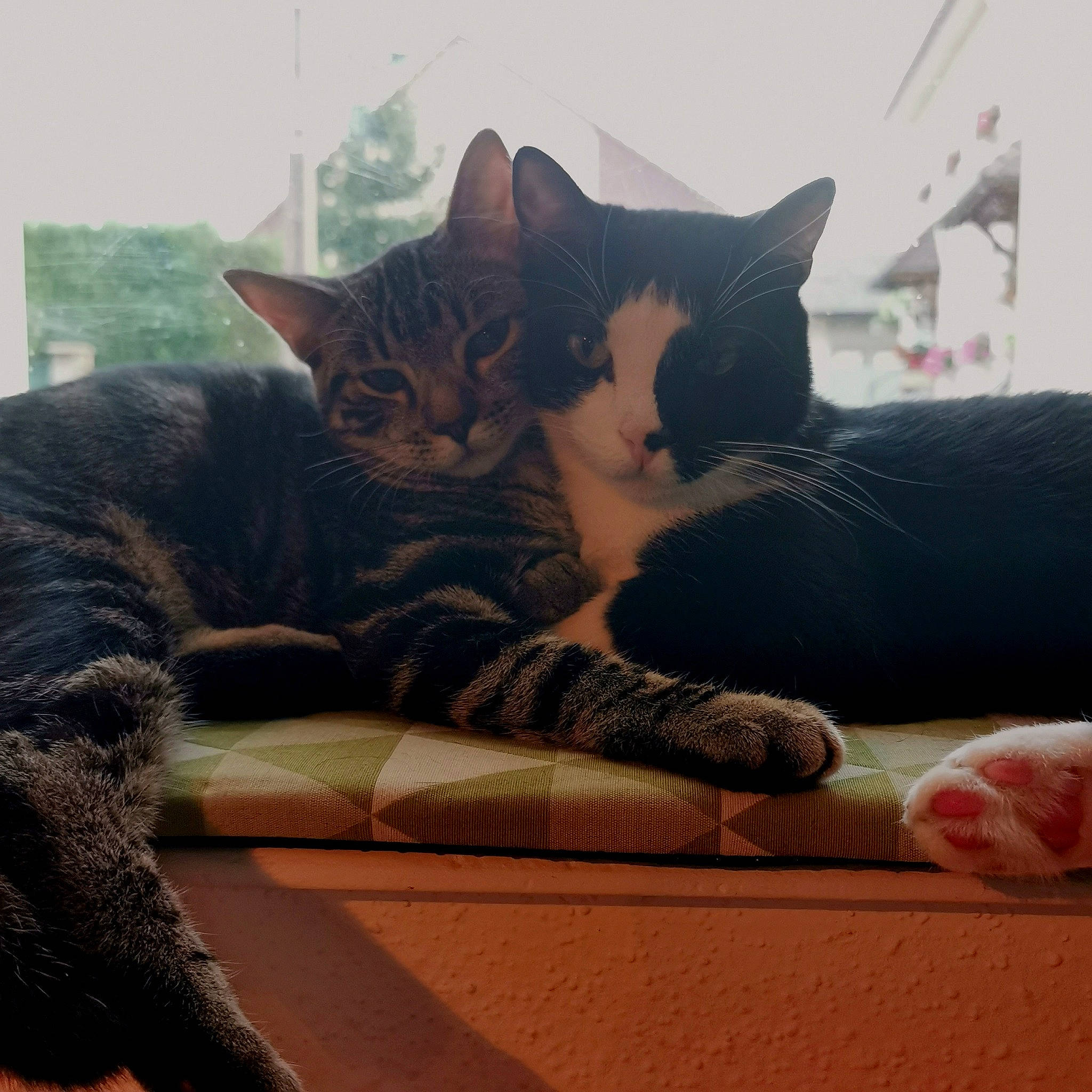 Le Chat Terton participe au concours pour gagner de l'argent avec cette photo : american_shorthair, asian, california_spangled, carnivore, cat, domestic_short_haired_cat, dragon_li, egyptian_mau, european_shorthair, felidae, fur, kitten, nap, paw, polydactyl_cat, small_to_medium_sized_cats, snout, tabby_cat, whiskers