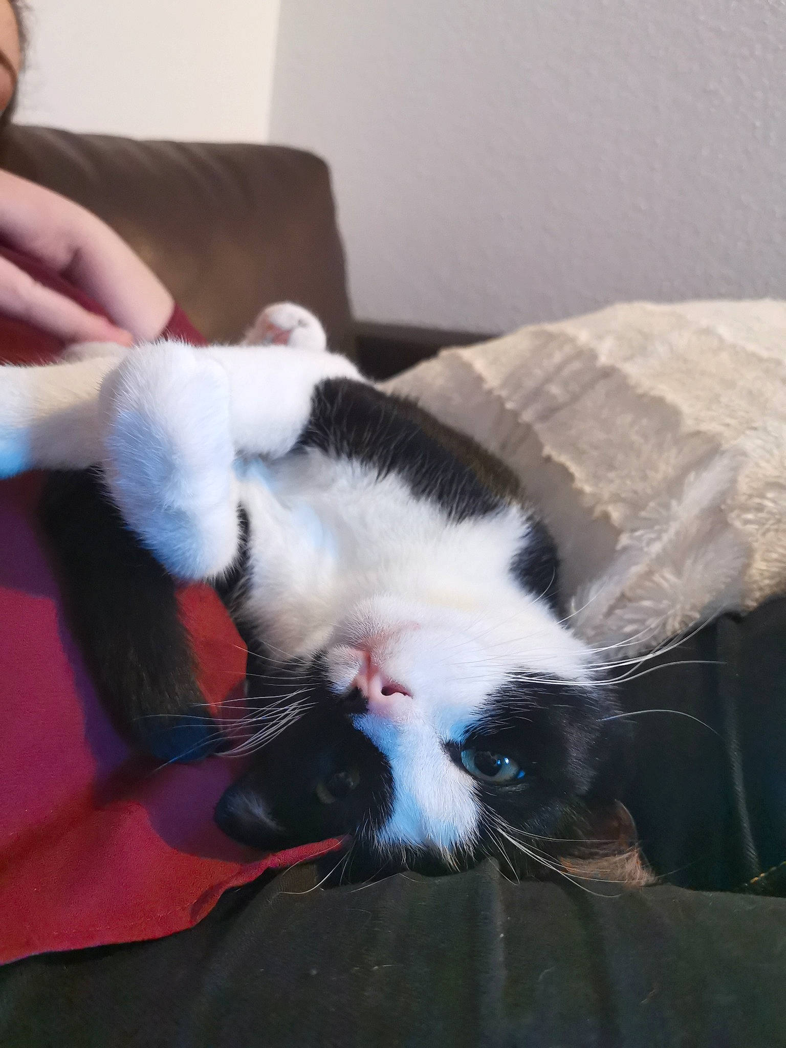 Le Chat Terton participe au concours pour gagner de l'argent avec cette photo : carnivore, cat, ear, felidae, fur, kitten, leg, paw, small_to_medium_sized_cats, tail, whiskers