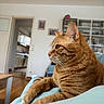 cat, ginger_cat, pet, indoor, feline, animal, relaxing, close_up, whiskers, ears, fur, paws, looking_away, home, living_room, furniture, bookshelf, wooden_floor, cozy, daylight