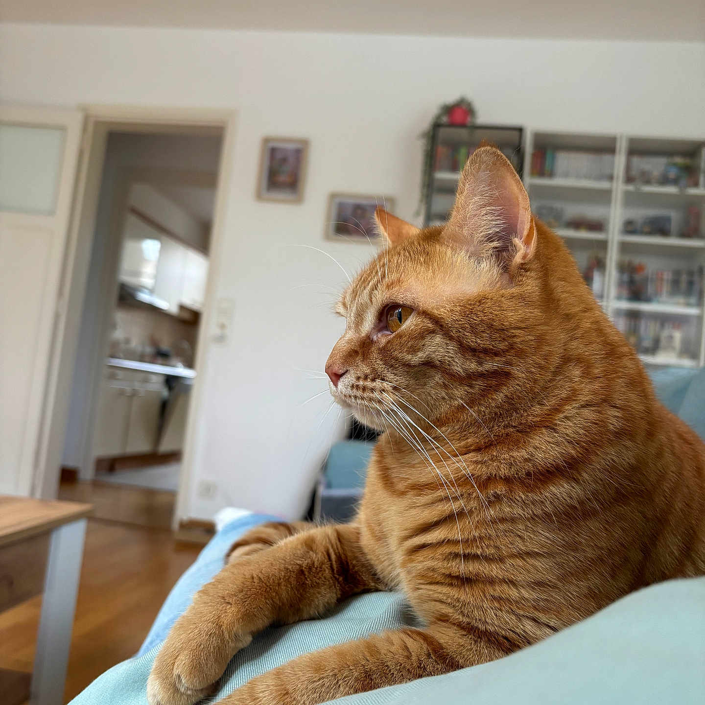 Bjorn participe au concours pour gagner de l'argent avec cette photo : cat, ginger_cat, pet, indoor, feline, animal, relaxing, close_up, whiskers, ears, fur, paws, looking_away, home, living_room, furniture, bookshelf, wooden_floor, cozy, daylight
