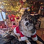 black, christmas_tree, cozy, decorations, dog, festive, fireplace, fur, holiday, home_interior, indoor, leather_ottoman, lights, ornaments, pet_clothing, red, santa_outfit, small_dog, tinsel, white