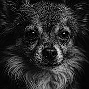 Pin'S participe au concours pour gagner de l'argent avec cette photo : animal, black_and_white, close_up, cute, detailed, dog, droplets, expression, eyes, face, fur, macro, moody, nose, pet, portrait, small_dog, studio_lighting, wet_fur, whiskers