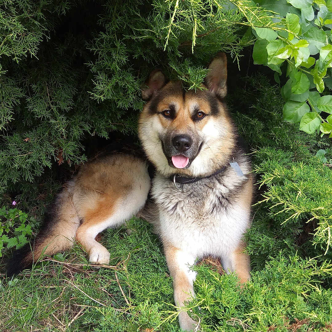 Maltot a rejoint le concours — aidez-le/la à gagner de superbes lots ! animal, bushes, canine, collar, dog, fur, garden, german_shepherd, grass, greenery, happy, leafy, nature, outdoor, pet, portrait, relaxed, smiling, summer, tongue_out