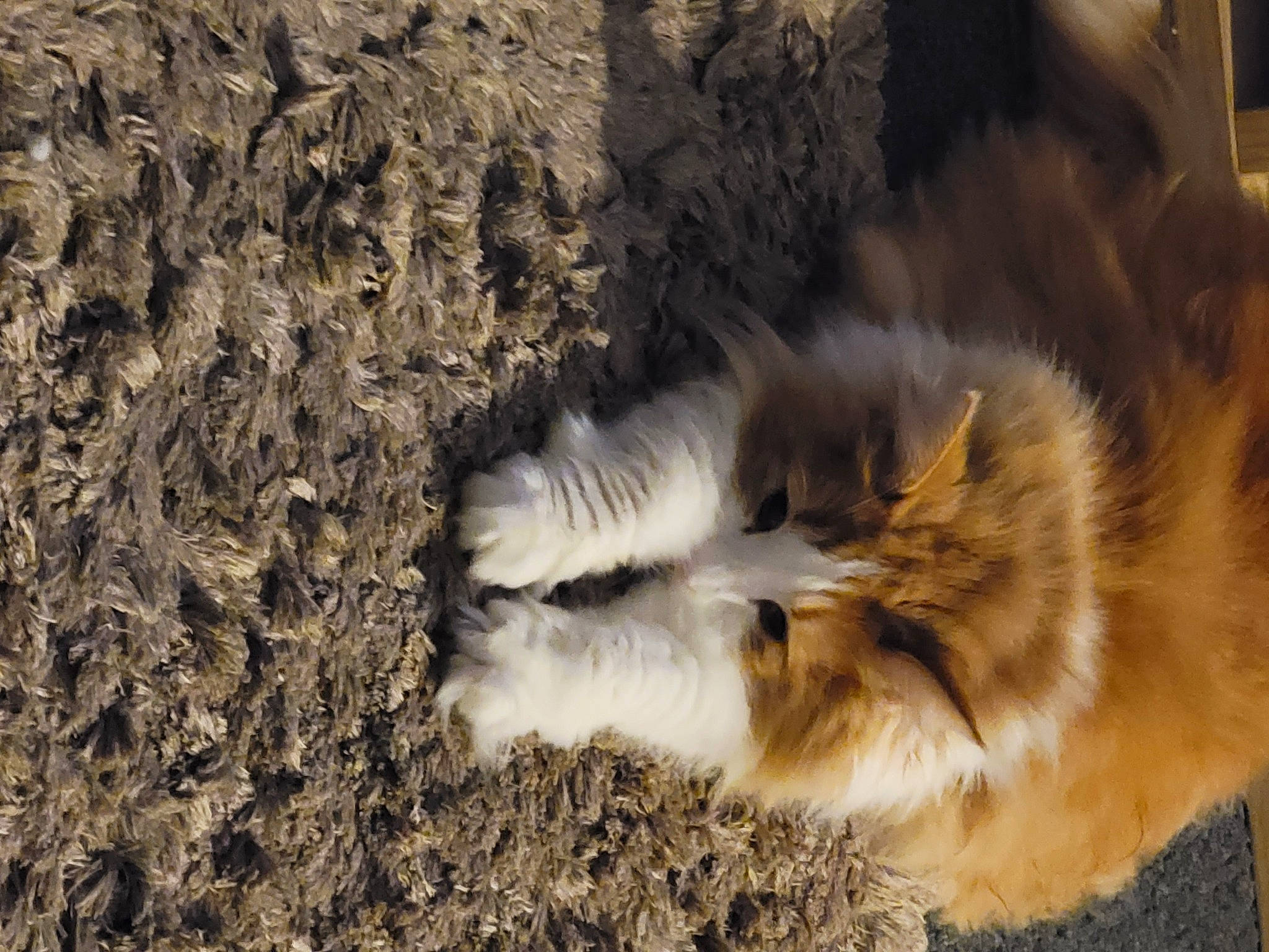 Bowser is registered to the contest to win money with this photo: carnivore, fawn, felidae, fur, grass, natural_material, paw, small_to_medium_sized_cats, soil, tail, terrestrial_animal, whiskers, wildlife, wood