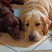 Urkan Et Maggy participe au concours pour gagner de l'argent avec cette photo : dog, golden_retriever, chocolate_dog, pet, floor, tile_floor, lying_down, close_up, indoor, animal, canine, fur, cute, companions, resting, two_dogs, friendship, domestic_animal, portrait, relaxed
