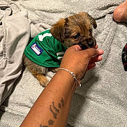 Luci is registered to the contest to win money with this photo: animal, bed, blanket, bracelet, cozy, cute, dog, furry, green_jersey, hand, indoor, nibbling, pet, playing, puppy, resting, small_dog, snuggling, soft_texture, tattoo