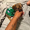 animal, bed, blanket, bracelet, cozy, cute, dog, furry, green_jersey, hand, indoor, nibbling, pet, playing, puppy, resting, small_dog, snuggling, soft_texture, tattoo