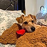 Luci joined the competition — help win amazing prizes! animal, bed, blanket, brown, comfort, cozy, curious, cute, dog, ears, fur, fur_texture, head, indoor, patterned_bedspread, pet, red_bow, resting, snout, warm_light