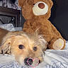 animal, bed, bedding, comfort, cozy, cute, dog, ears, fur, home, indoor, lying_down, nose, patterned, pet, relaxation, sleepy, stuffed_toy, teddy_bear, toy