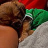 Luci is registered to the contest to win money with this photo: arm, blanket, close_up, comfort, cozy, cushion, cute, dog, fur, green_jersey, indoor, pet, puppy, relaxation, resting, sleeping, small_dog, snuggle, soft_texture, warm