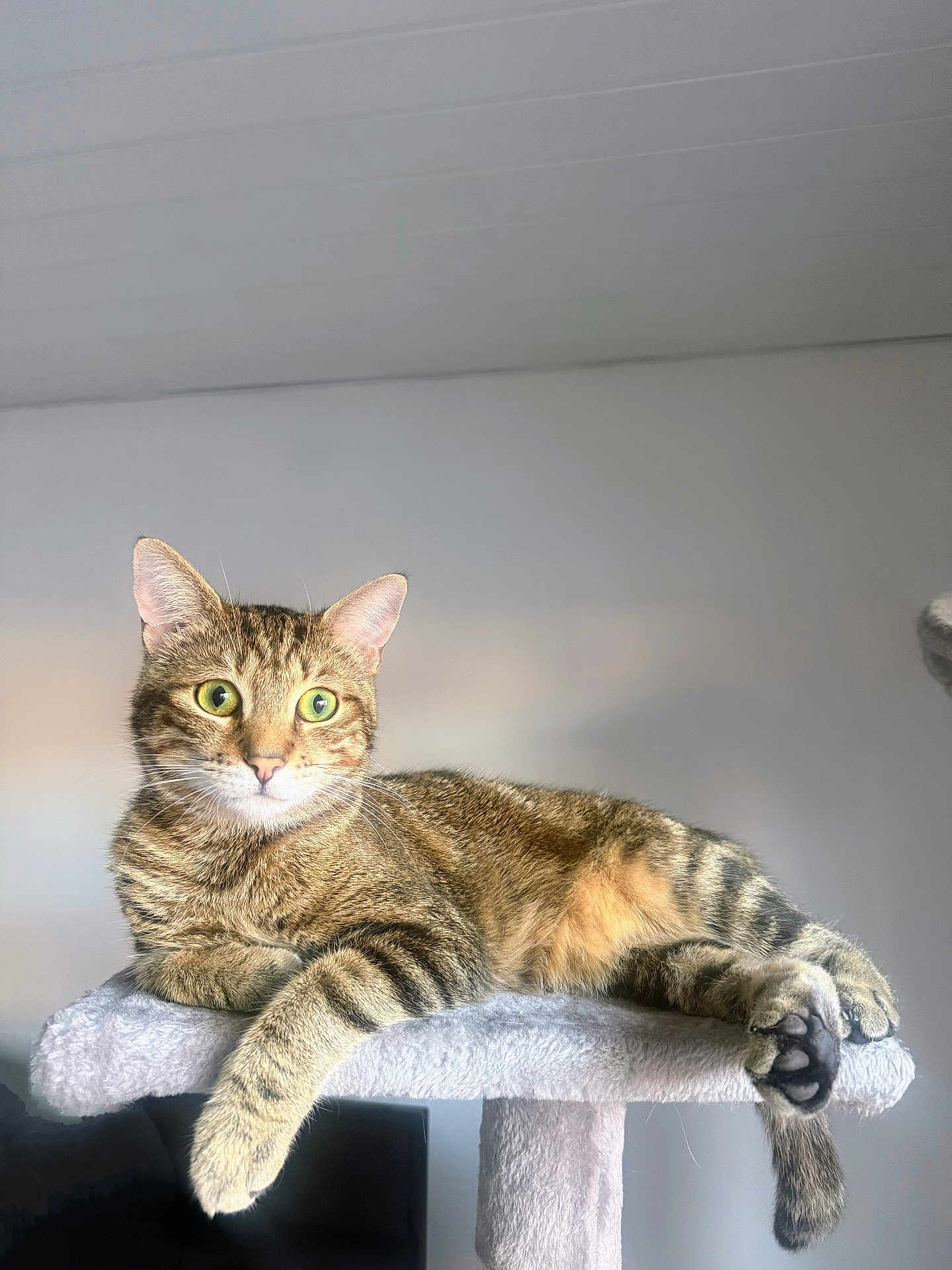 Fripouille a rejoint le concours — aidez-le/la à gagner de superbes lots ! cat, tabby, animal, pet, feline, relaxing, indoor, soft, perch, fur, whiskers, claws, ears, eyes, paw, tail, resting, portrait, house, comfortable