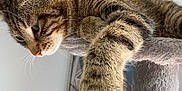 Fripouille participe au concours pour gagner de l'argent avec cette photo : animal, cat, cat_tree, claws, climbing, close_up, curious, domestic, feline, focused, framed_picture, fur, household, indoor, paw, pet, playful, portrait, tabby, whiskers