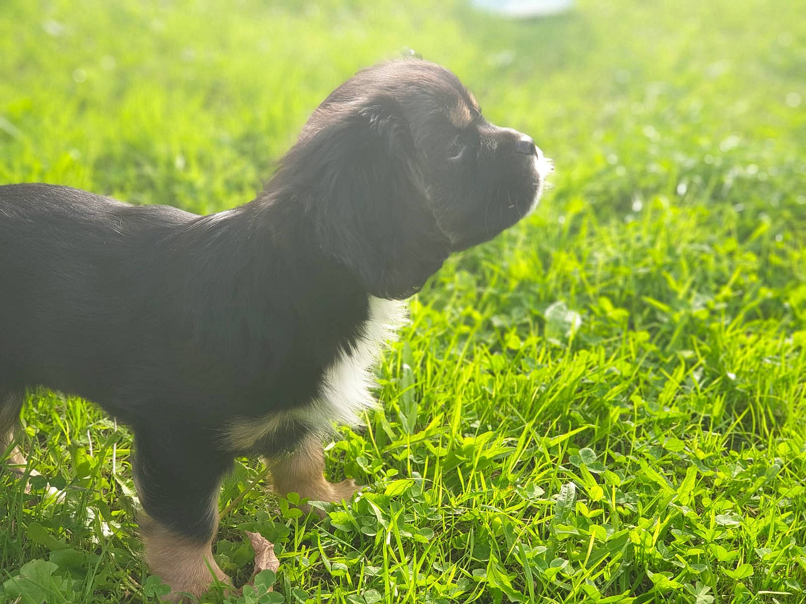 Smiley participe au concours pour gagner de l'argent avec cette photo : canidae, carnivore, companion_dog, dog, dog_breed, fawn, fur, grass, grassland, groundcover, gun_dog, liver, natural_landscape, plant, snout, sporting_group, tail, terrestrial_animal, whiskers, working_animal