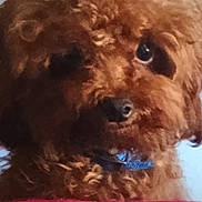 Tray Tray is registered to the contest to win money with this photo: animal, brown, canine, close_up, collar, companion, curly_fur, cute, dog, domestic, face, fluffy, friendly, furry, indoor, looking, mammal, pet, portrait, soft_focus