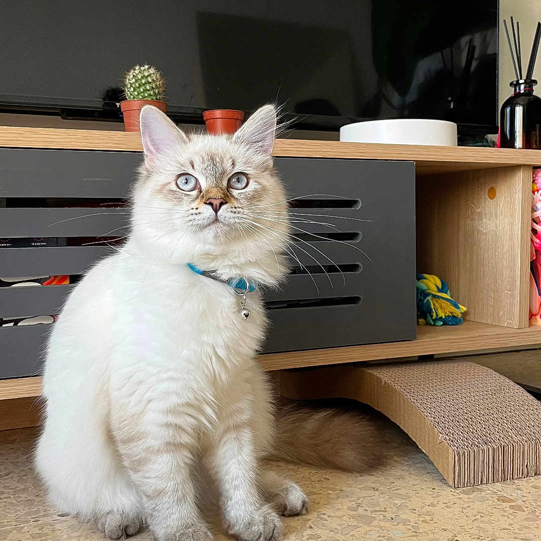 Zeus participe au concours pour gagner de l'argent avec cette photo : animal, architecture, building, cat, computerhardware, electronics, furniture, hardware, hardwood, indoors, kitten, livingroom, monitor, pet, plant, plywood, room, screen, table, wood