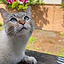 Nala is registered to the contest to win money with this photo: cat, blue_eyes, bunny_ears, pet, animal, outdoor, wood, railing, feline, closeup, whiskers, fur, nature, sunlight, playful, domestic_animal, cute, looking_up, background_blur, garden