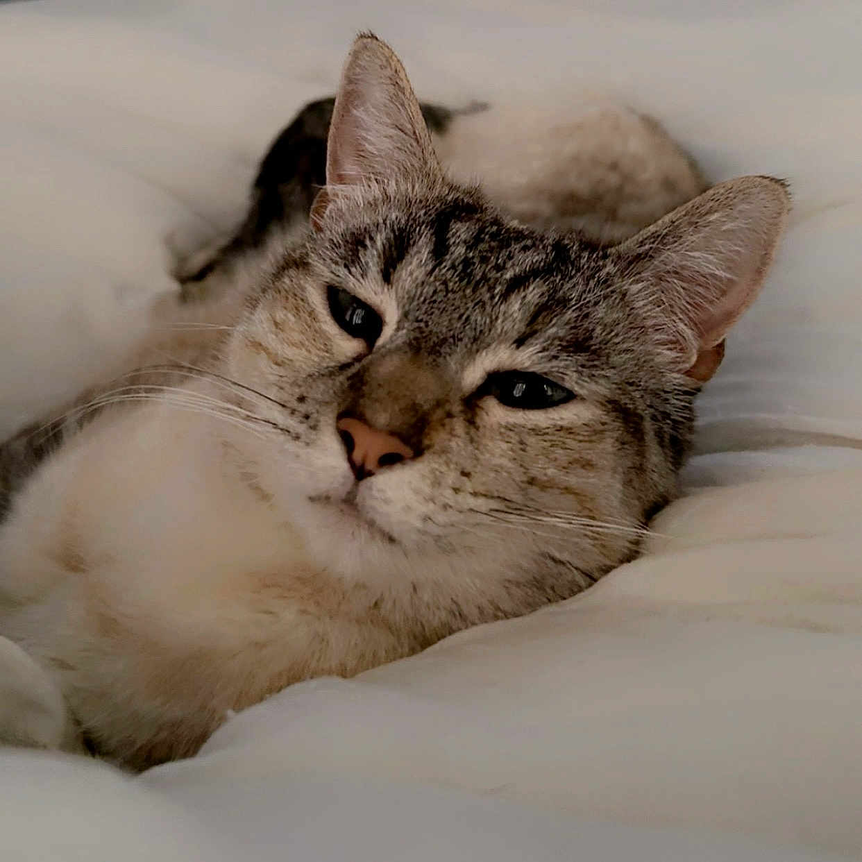 Nala