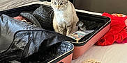 Nala joined the competition — help win amazing prizes! cat, suitcase, bed, clothing, travel, packing, lamp, curtains, decor, home, indoor, feline, fur, pet, resting, curious, fabric, textile, bag, room