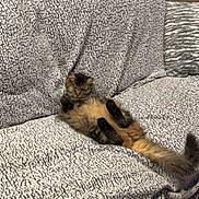 Milo is registered to the contest to win money with this photo: cat, tabby, fluffy, lounging, couch, sofa, patterned, fabric, relaxed, paws, tail, indoor, pet, animal, sleepy, furniture, home, resting, cozy, cute