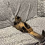 cat, tabby, fluffy, lounging, couch, sofa, patterned, fabric, relaxed, paws, tail, indoor, pet, animal, sleepy, furniture, home, resting, cozy, cute