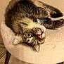 cat, tabby, upside_down, cushioned_stool, feline, pet, indoor, fur, whiskers, yellow_eyes, relaxed, curious, paws, ears, nose, tail, home, floor, cozy, resting