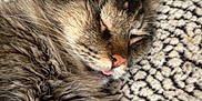 Milo joined the competition — help win amazing prizes! cat, tabby, sleeping, tongue_out, fluffy, pet, animal, cozy, blanket, texture, fur, whiskers, ears, nose, resting, cute, closeup, indoor, relaxed, adorable