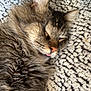 cat, tabby, sleeping, tongue_out, fluffy, pet, animal, cozy, blanket, texture, fur, whiskers, ears, nose, resting, cute, closeup, indoor, relaxed, adorable