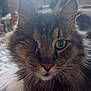 cat, tabby, one-eyed, close-up, fluffy, indoor, pet, animal, fur, whiskers, face, curious, domestic, cozy, background, blurry, portrait, cute, mammal, feline