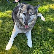 Hettie is registered to the contest to win money with this photo: dog, grass, outdoor, animal, pet, heterochromia, tongue, friendly, sunlight, relaxed, black_shoes, person, legs, nature, canine, mammal, paw, fur, lying_down, daytime