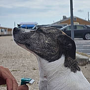 Dakota joined the competition — help win amazing prizes! dog, canine, speckled_coat, short_hair, black_and_white, brown_markings, outdoor, portrait, close_up, sitting, profile, animal, pet, grooming, clipper, human_hand, residential_area, street, cars, houses