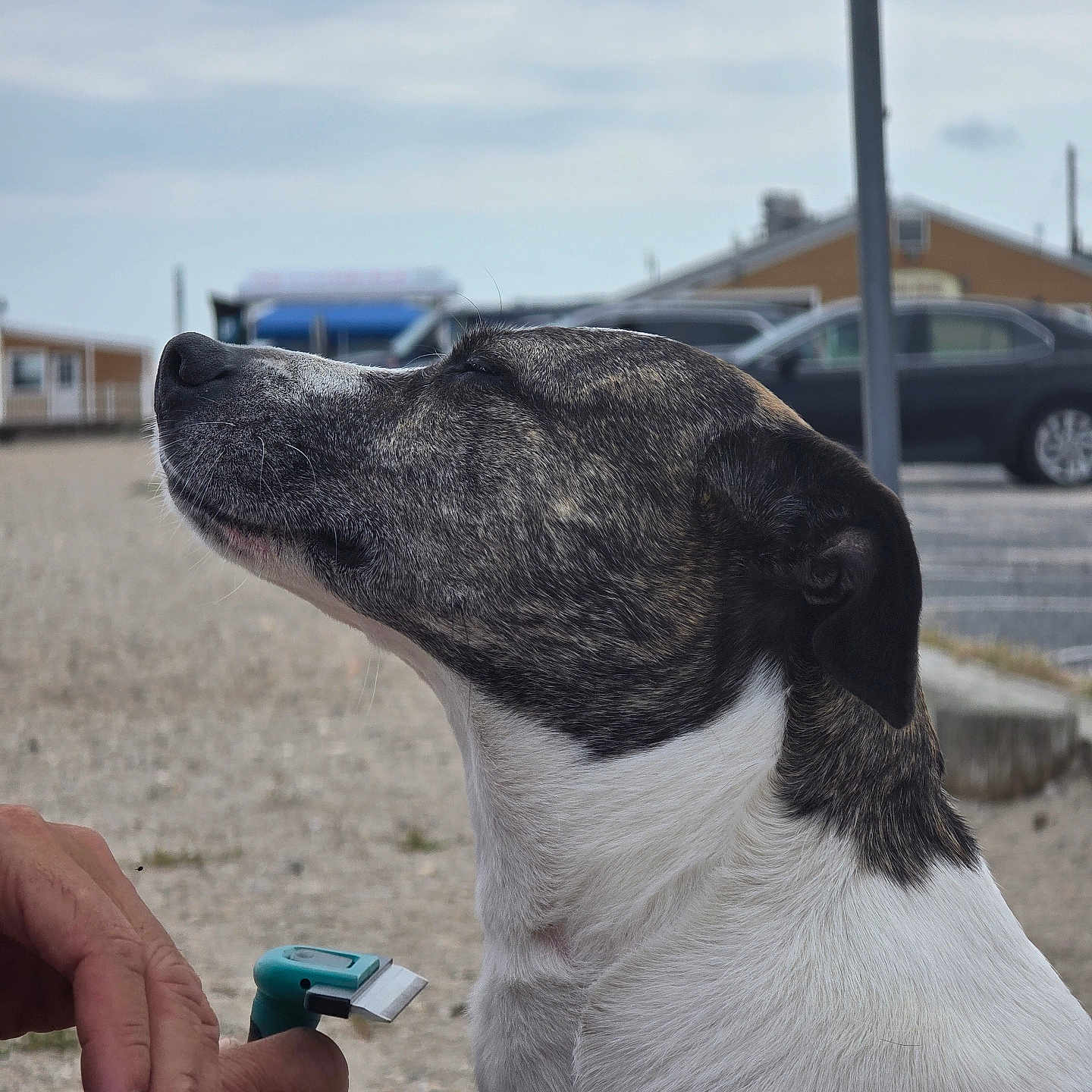 Dakota joined the competition — help win amazing prizes! dog, canine, speckled_coat, short_hair, black_and_white, brown_markings, outdoor, portrait, close_up, sitting, profile, animal, pet, grooming, clipper, human_hand, residential_area, street, cars, houses