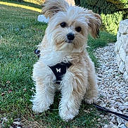 Cookie participe au concours pour gagner de l'argent avec cette photo : dog, puppy, small_dog, fluffy, grass, pebbles, garden, outdoor, leash, harness, butterfly, stone_wall, greenery, pet, cute, animal, nature, daylight, walking, adorable