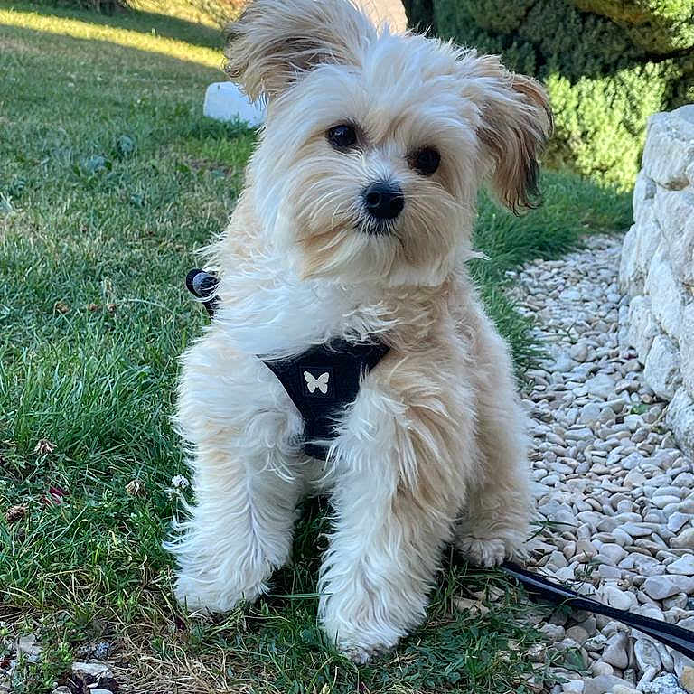 Cookie participe au concours pour gagner de l'argent avec cette photo : adorable, animal, butterfly, cute, daylight, dog, fluffy, garden, grass, greenery, harness, leash, nature, outdoor, pebbles, pet, puppy, small_dog, stone_wall, walking