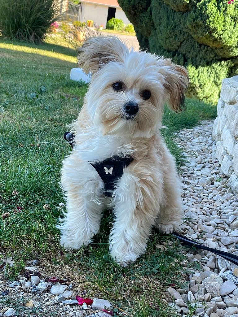 Cookie participe au concours pour gagner de l'argent avec cette photo : dog, puppy, small_dog, fluffy, grass, pebbles, garden, outdoor, leash, harness, butterfly, stone_wall, greenery, pet, cute, animal, nature, daylight, walking, adorable