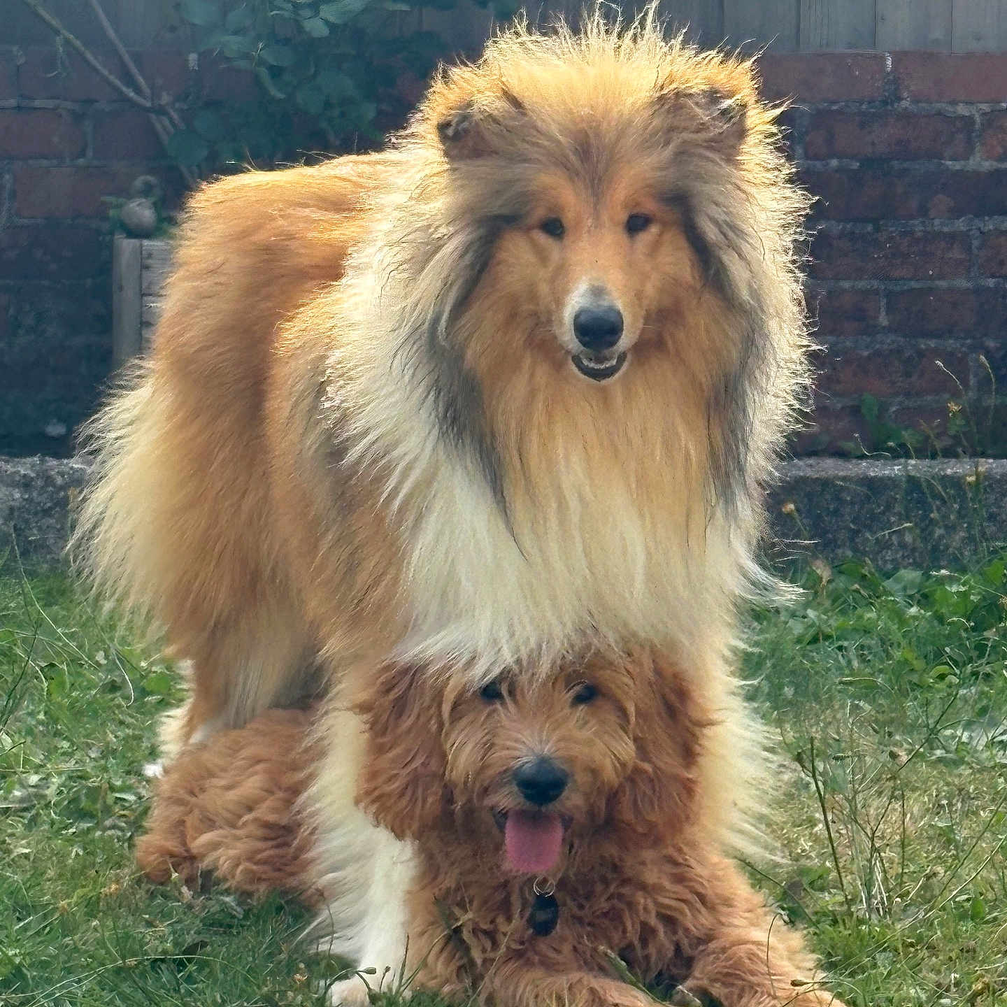Honey joined the competition — help win amazing prizes! brick_wall, canine, companionship, dog, flowers, fluffy_dog, friendly, fur, garden, grass, nature, outdoor, pets, playful, summer, sunlight, tongue_out, two_dogs, wooden_fence, yellow_roses