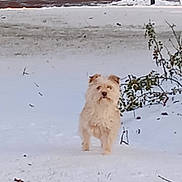 Romy participe au concours pour gagner de l'argent avec cette photo : alert, alone, animal, bush, canine, cold, daylight, dog, fur, grass, landscape, mammal, nature, outdoor, pet, small_dog, snow, standing, walking, winter