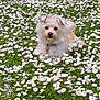Romy a rejoint le concours — aidez-le/la à gagner de superbes lots ! adorable, animal, collar, cute, daisies, dog, flower_field, fluffy, grass, green, nature, outdoor, peaceful, pet, relaxed, small_dog, spring, summer, sunlight, white_flowers
