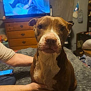 Zara Altman joined the competition — help win amazing prizes! dog, brown_dog, white_markings, bed, blanket, person, hands, wooden_dresser, television, indoor, living_room, cozy, pet, animal, furniture, casual, home, relaxed, portrait, domestic