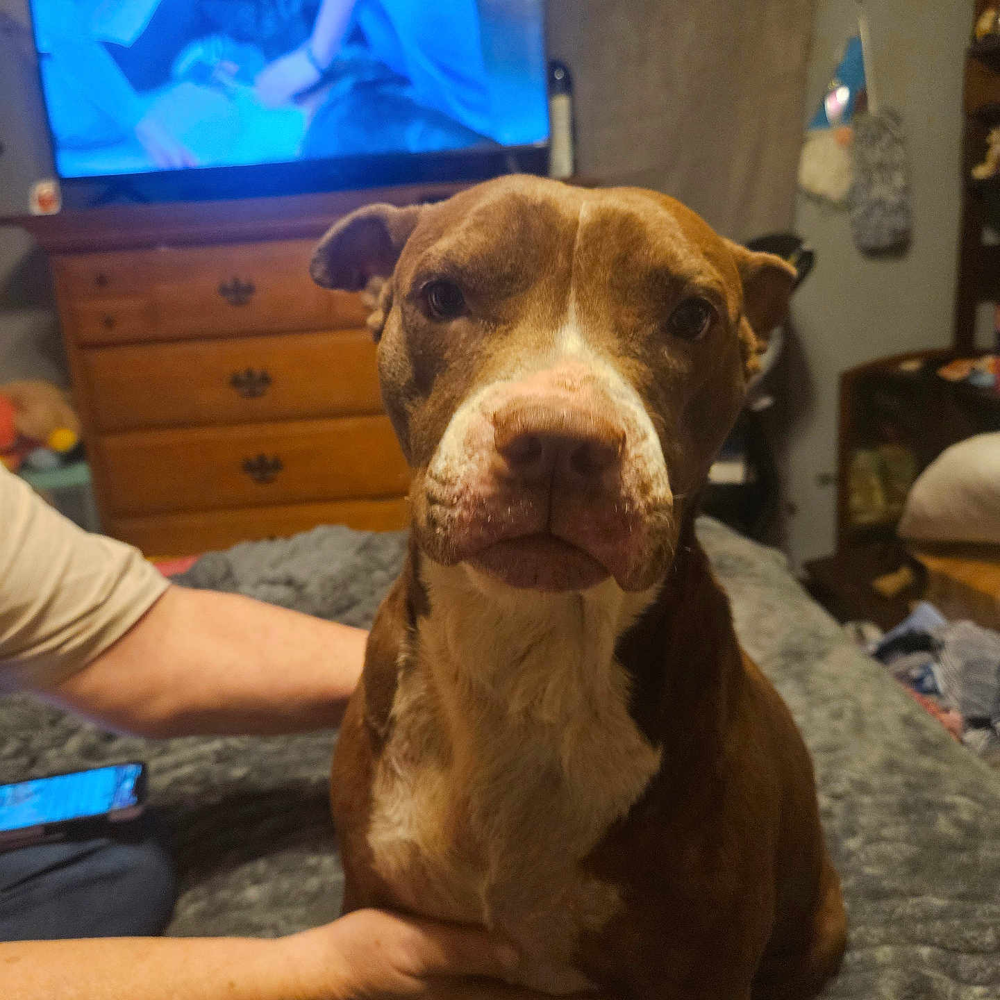 Zara Altman joined the competition — help win amazing prizes! animal, bed, blanket, brown_dog, casual, cozy, dog, domestic, furniture, hands, home, indoor, living_room, person, pet, portrait, relaxed, television, white_markings, wooden_dresser