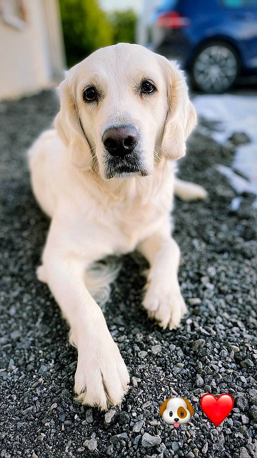 Oasis a rejoint le concours — aidez-le/la à gagner de superbes lots ! akbash_dog, beagador, canidae, carnivore, companion_dog, dog, dog_breed, fawn, golden_retriever, labrador_retriever, mammal, nose, paw, puppy, rare_breed_dog, retriever, snout, sporting_group, vertebrate